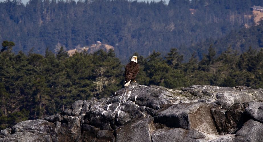 28 38 Canada 1 28 38 Canada 1